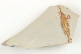 Miocene Pea Crab (Pinnixa) Fossil - California #205076-1